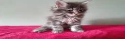 Maine Coon cats for sale: Tica registered Maine coon kittens - Advert 18