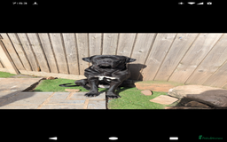 Cane Corso dogs for sale: Cane corso puppies.. - Image 30