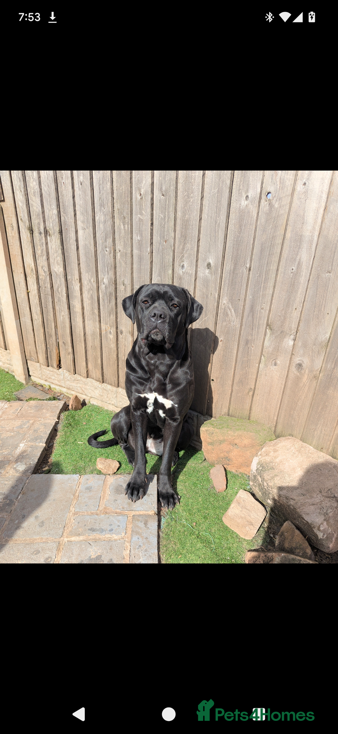 Cane Corso dogs for sale: Cane corso puppies.. - Image 30