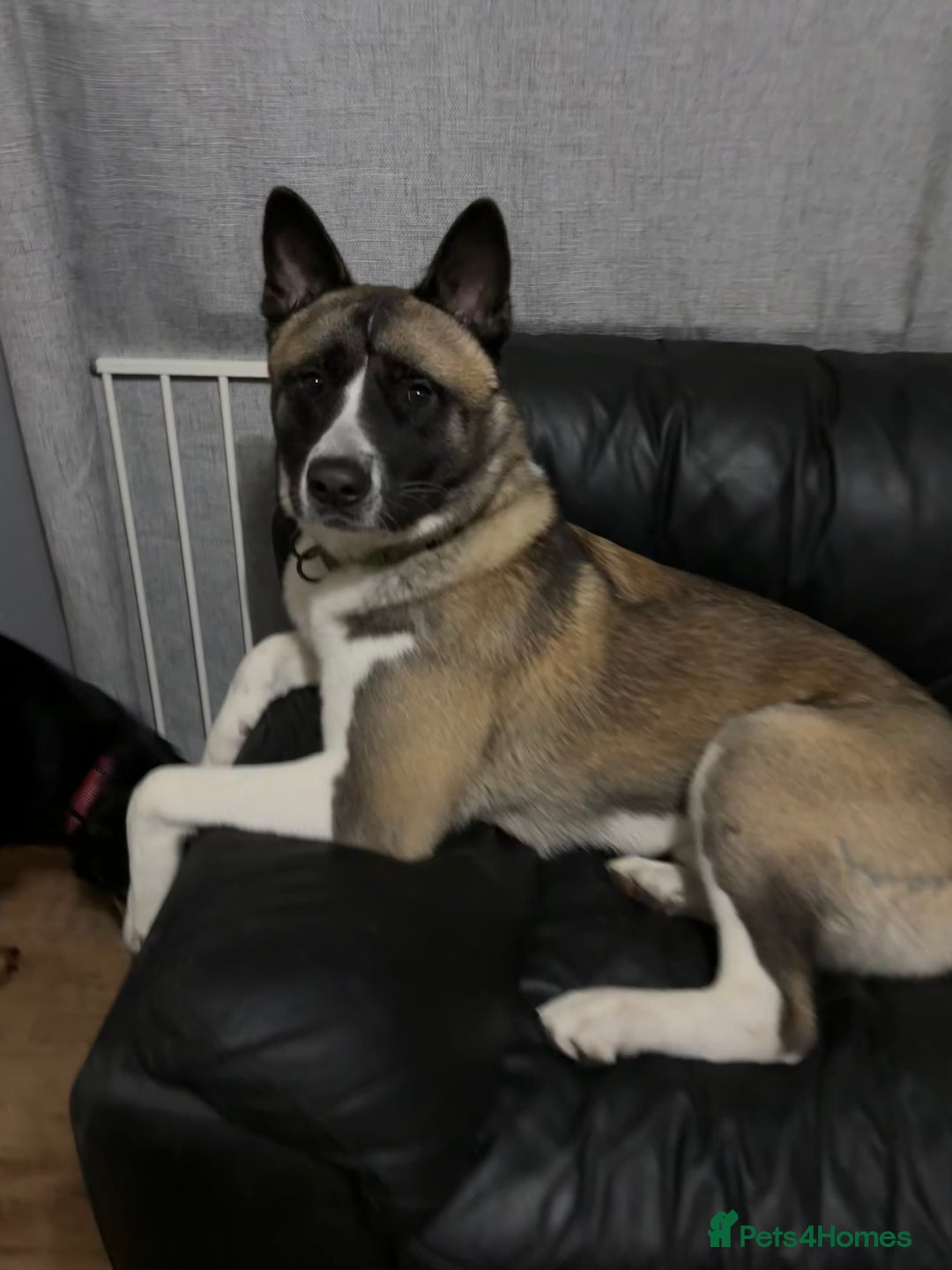 Akita dogs for sale: 5 Beautiful akita puppies in Willenhall - Image 27