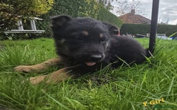German Shepherd dogs for sale: Beautiful German shepherd puppies  - Image 9