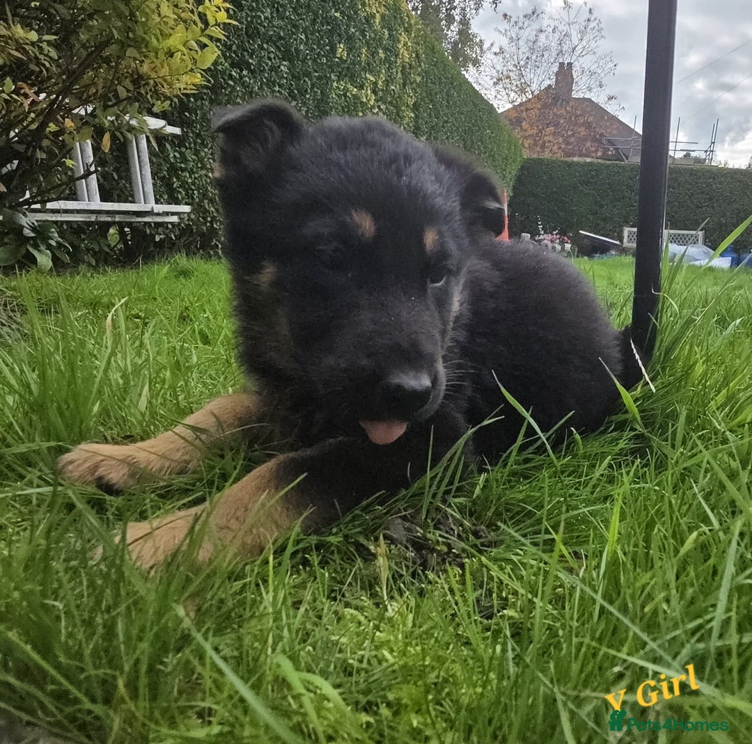 German Shepherd dogs for sale: Beautiful German shepherd puppies  - Image 9