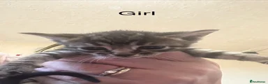  tabby girl