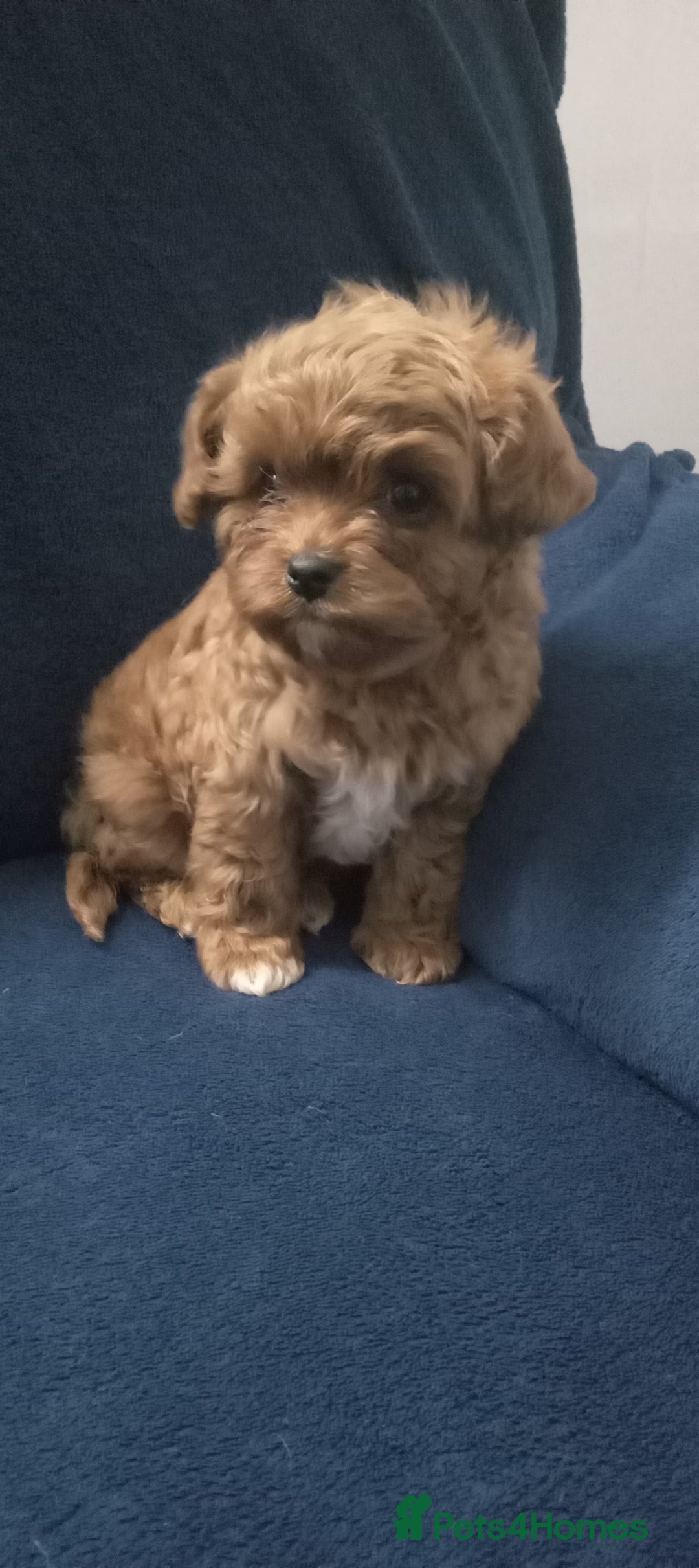 Cavapoo dogs for sale: Health tested cavapoo - Advert 9