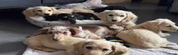 Miniature Dachshund dogs for sale: KC cream dachshunds  - Advert 18