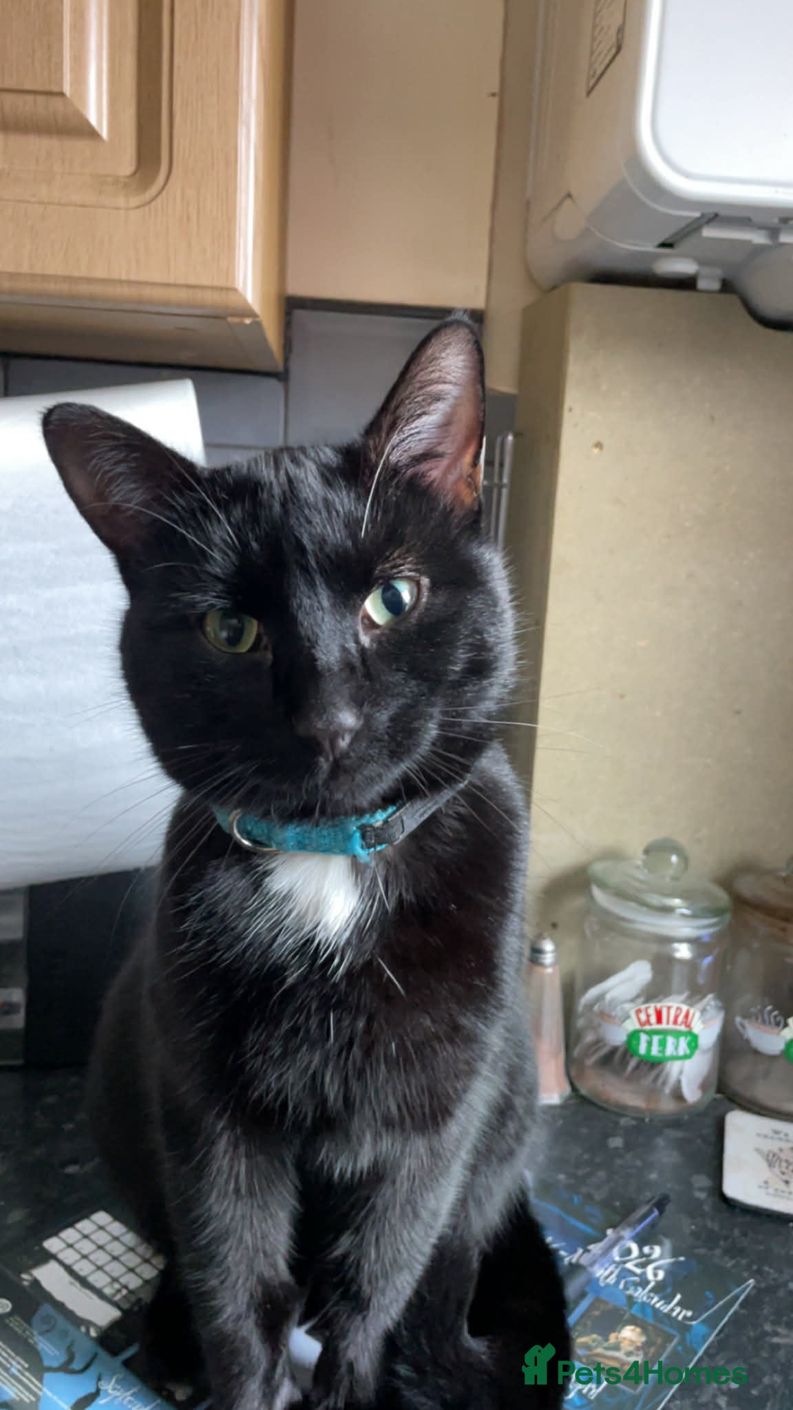 Bombay cats Beautiful bombay boy binx - Advert 1