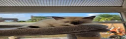 Ragdoll cats for sale: GCCF Reg. Ragdoll kittens. Ready now! - Advert 16