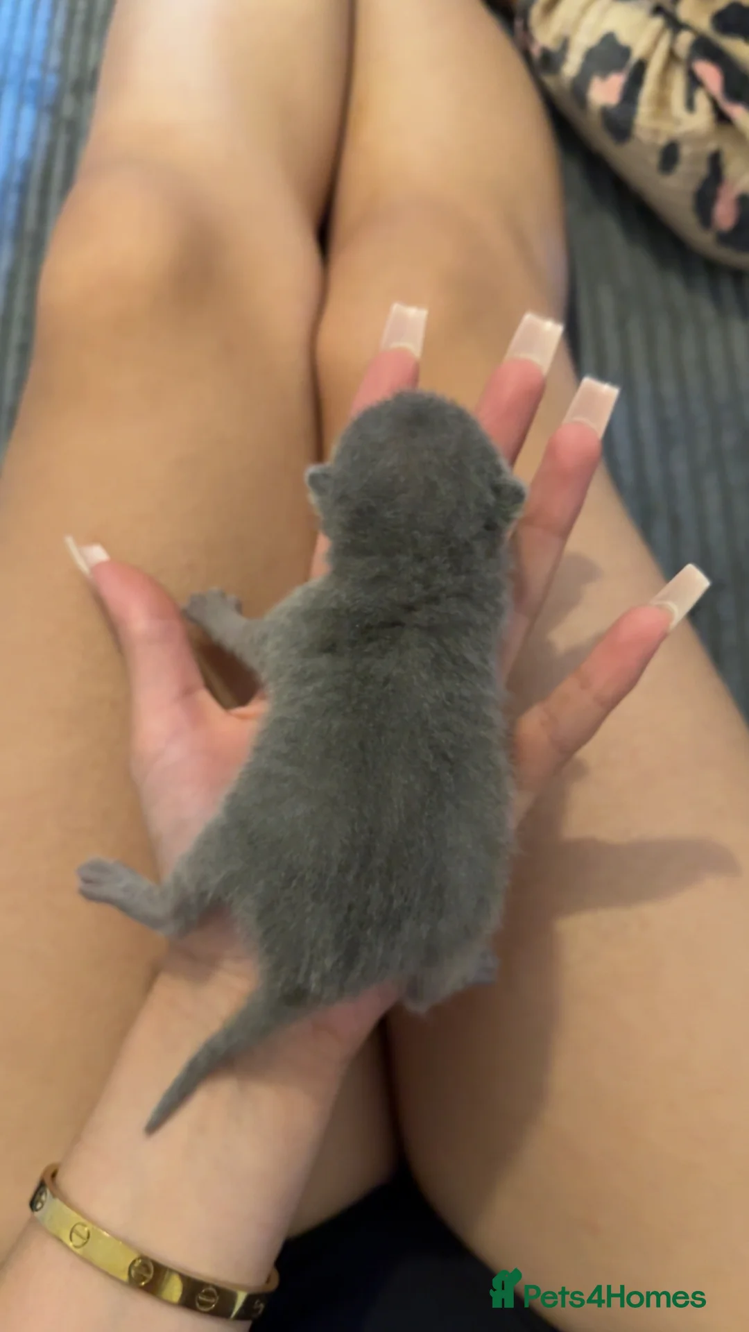 British Shorthair cats for sale: Stunning chunky bsh kittens ready to go 2 left  - Advert 1