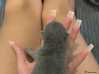 British Shorthair cats Stunning chunky bsh kittens ready to go 2 left - Advert 14