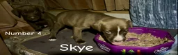 Mixed Breed dogs for sale: Athena x Ares Puppies – Not for Everyone in Manchester - Advert 13