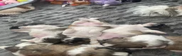 Shih Tzu dogs for sale: Beautiful Shih Tzu Puppies-Loving family Home - Advert 15