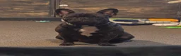 French Bulldog dogs for sale: Issy  - Advert 2