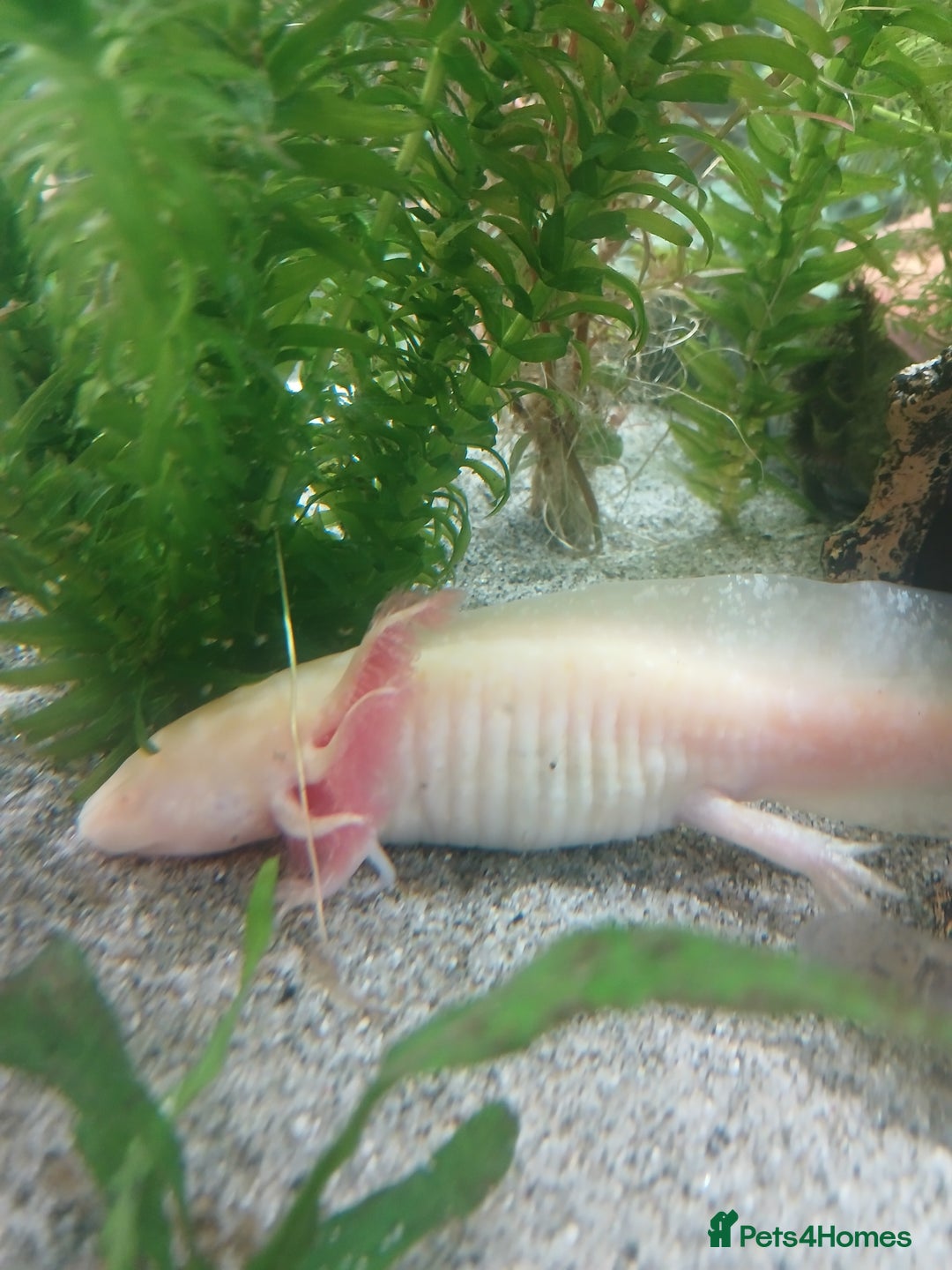 Axolotl reptiles for sale: Axolotl  - Image 3
