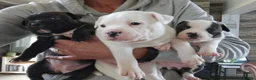 Staffordshire Bull Terrier dogs for stud: KC Registered Red Pied Stud  - Advert 14