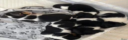 Jack Russell dogs for sale: 8 tradational Jack Russell puppys  - Advert 29