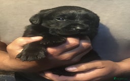 Labrador Retriever dogs for sale: Beautiful KC Reg Lab pups  - Image 18
