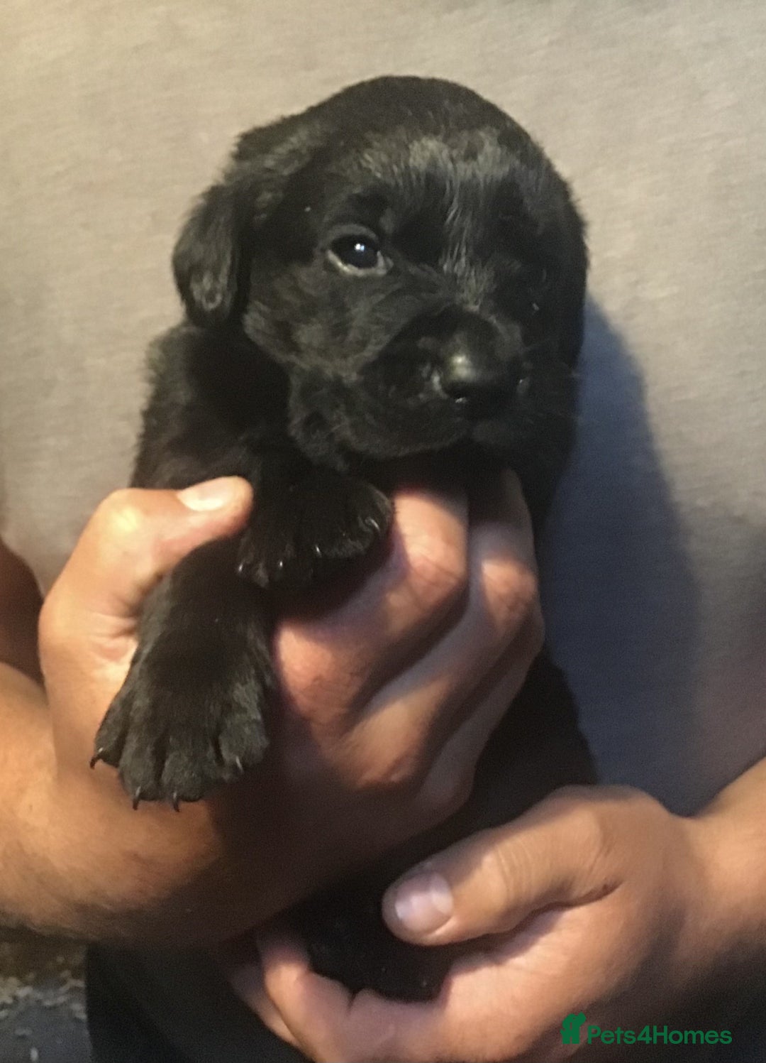 Labrador Retriever dogs for sale: Beautiful KC Reg Lab pups  - Image 18