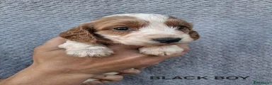 Cockapoo 1
