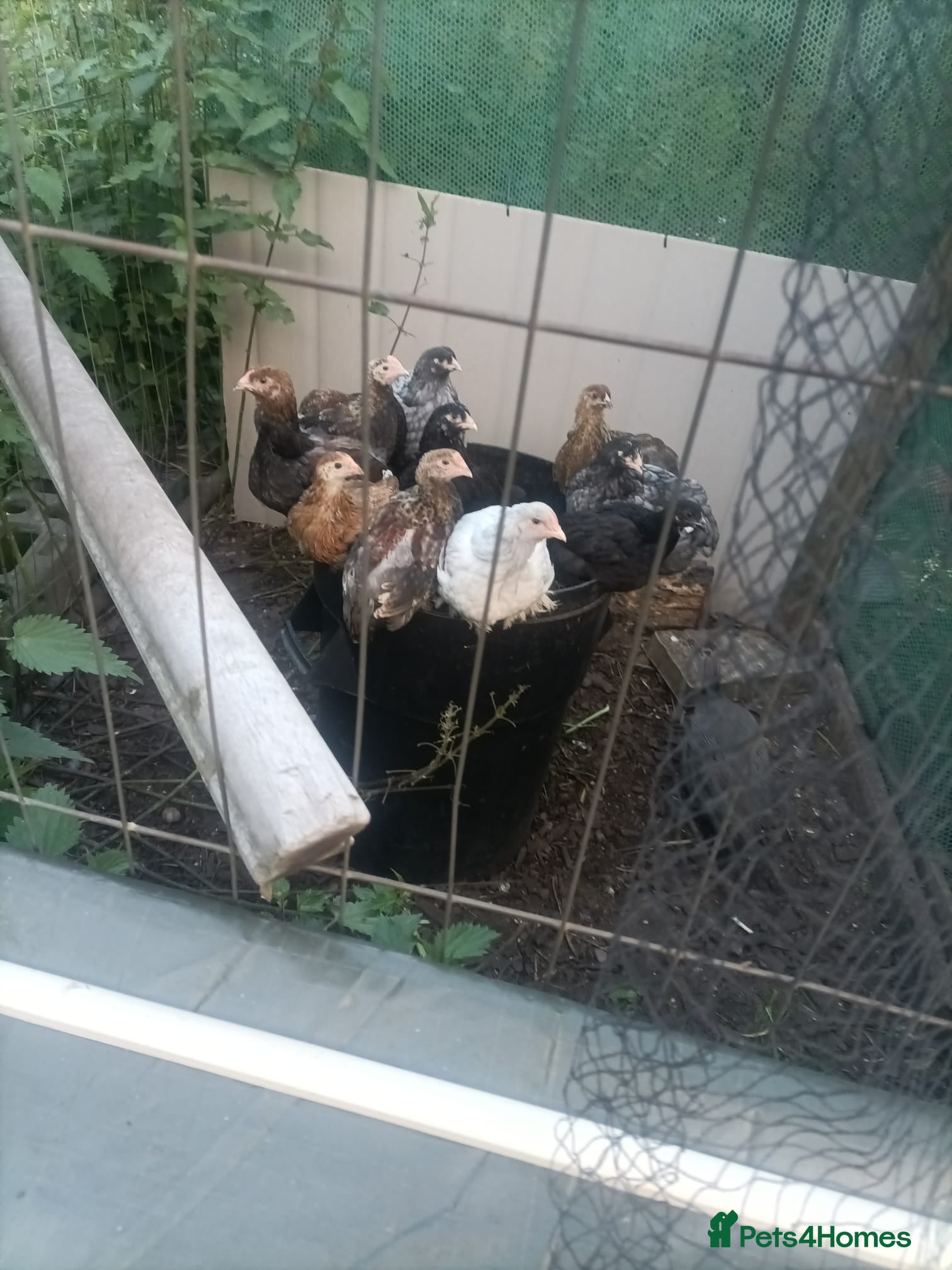Chickens poultry Brahma - Advert 1