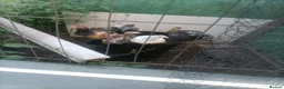 Chickens poultry for sale: Brahma in Newark - Advert 1