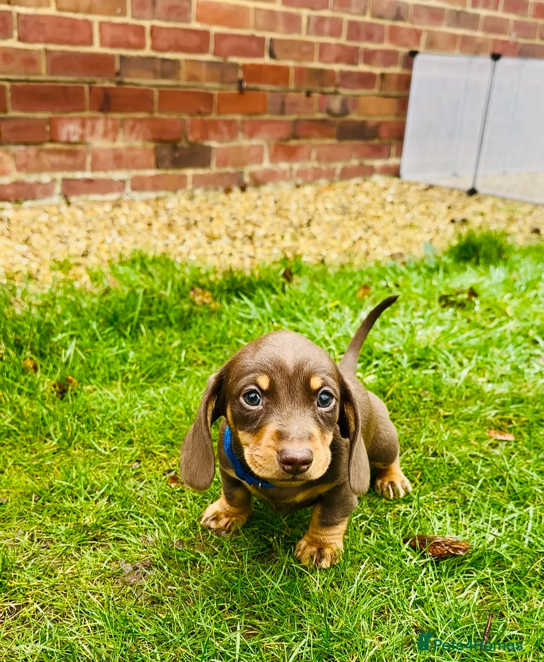 Miniature Dachshund dogs for sale: Trainer Raised Mini Dachshund Puppies - Advert 15