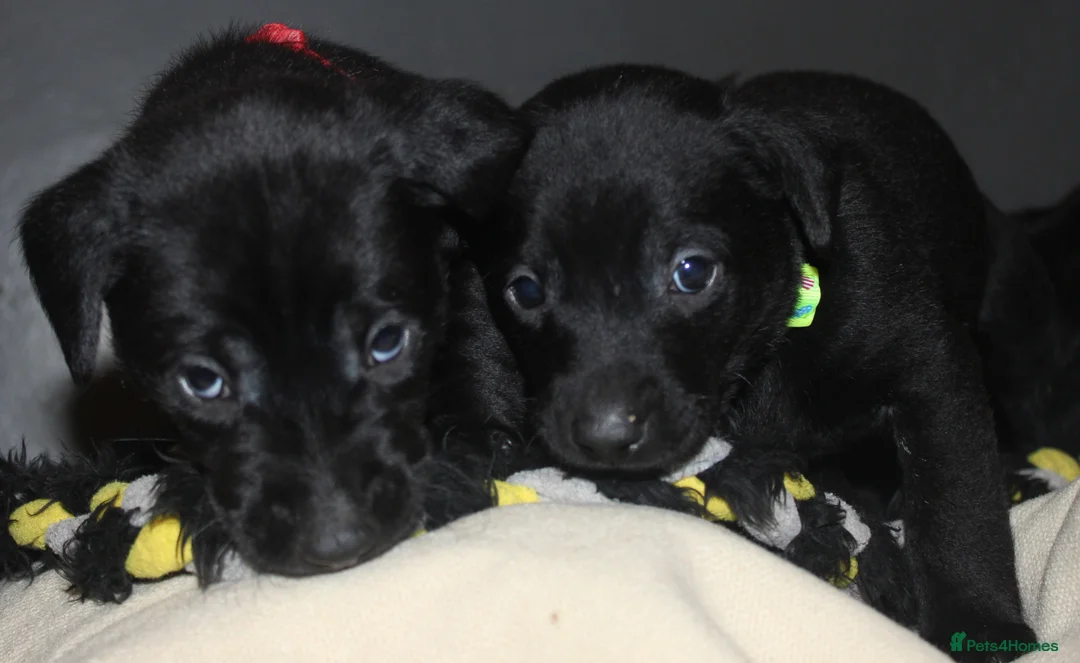 Labrador Retriever dogs for sale: Lovely, bold, beautiful puppies - Advert 5