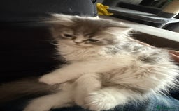 Persian cats for sale: Kitten  - Image 13
