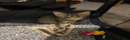 Ragdoll cats for sale: Ragdoll x kittens ready now in Bexhill-on-Sea - Advert 4