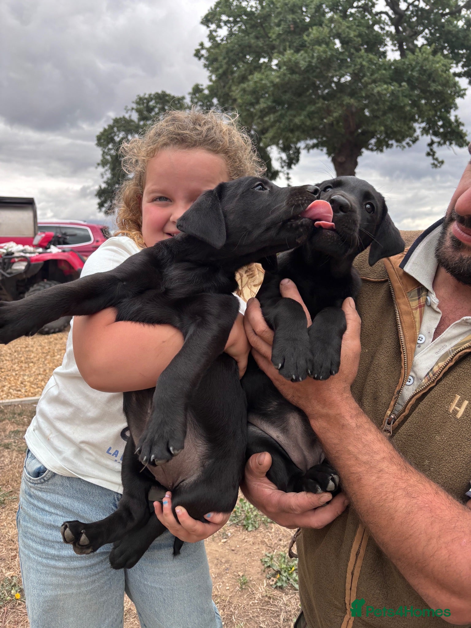 Labrador Retriever dogs Ready to leave weekend Lab pups **2 girls left** - Advert 2