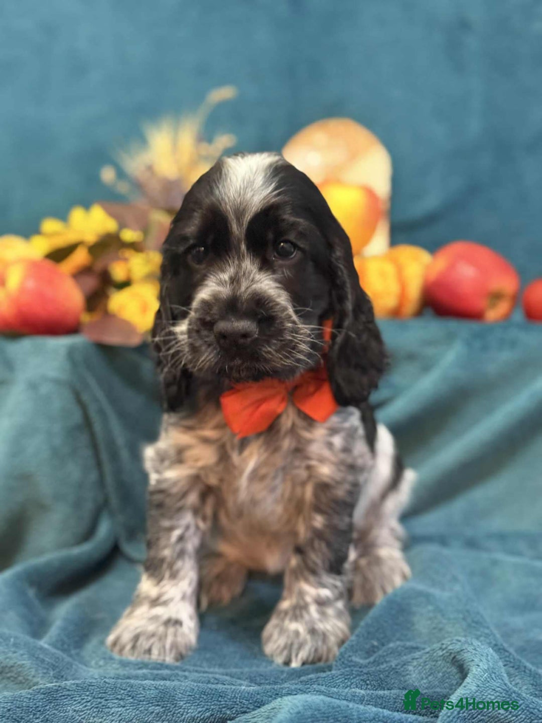 Cocker Spaniel dogs for sale: English Cocker Spaniel puppy KC REG  - Image 6