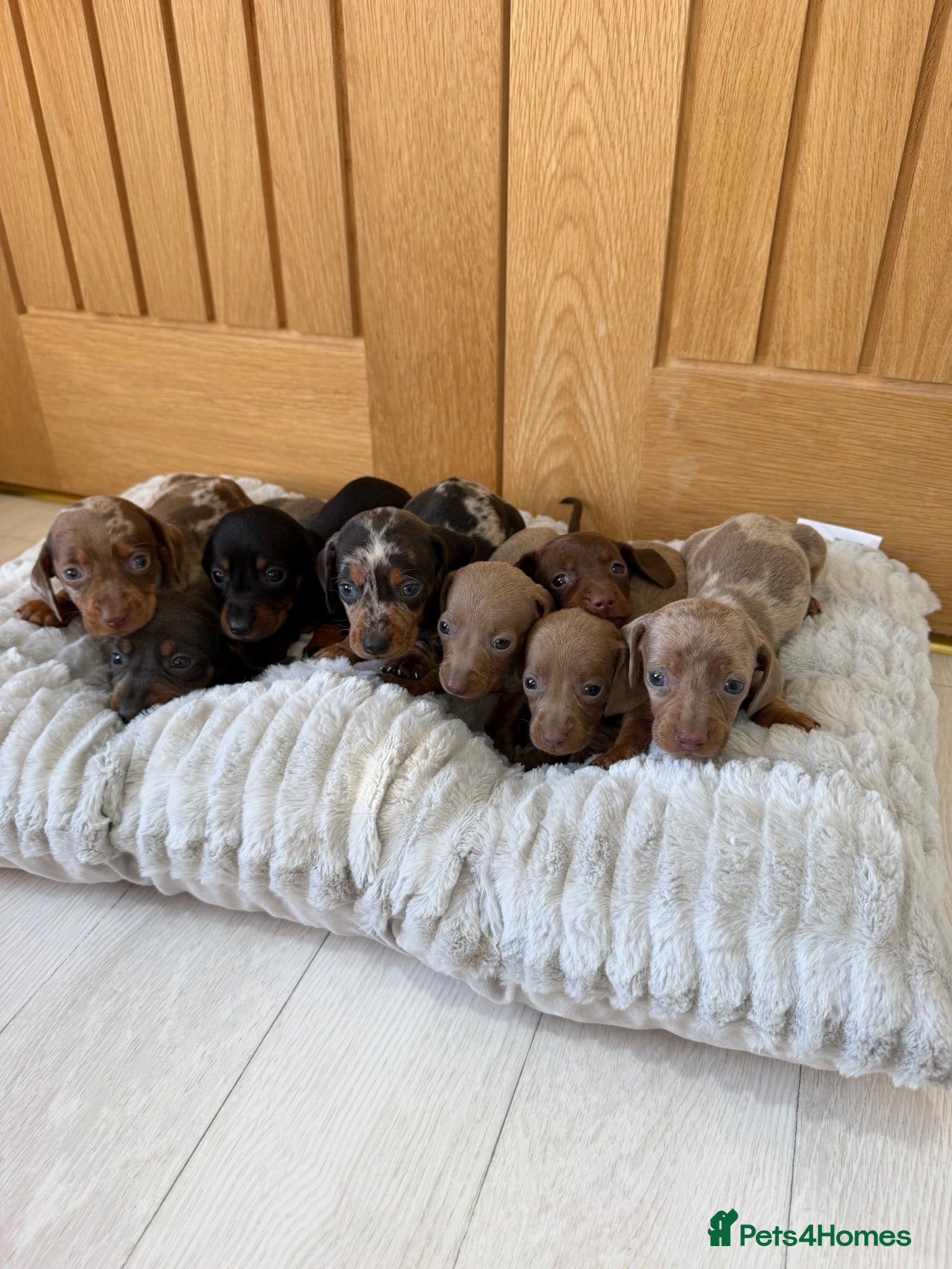 Miniature Dachshund dogs Miniature dachshund puppies  - Advert 14