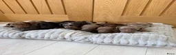 Miniature Dachshund dogs for sale: Miniature dachshund puppies  - Advert 1