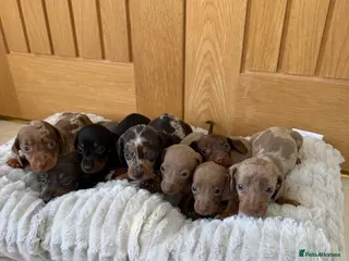Miniature Dachshund dogs Miniature dachshund puppies - Advert 2