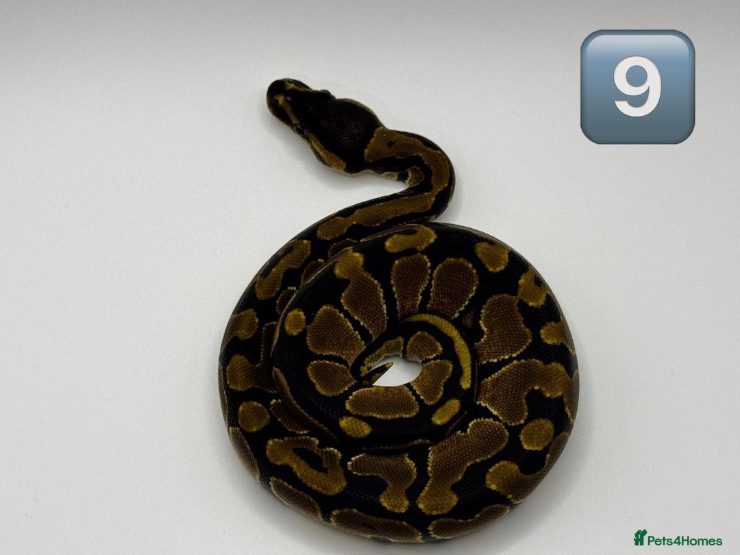 Python Snake reptiles for sale: Baby ball pythons for sale  - Image 7