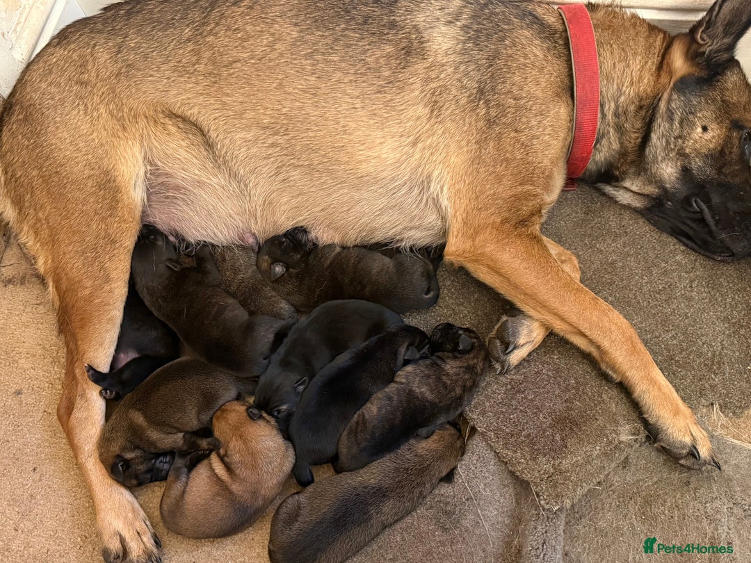 Belgian Shepherd Dog dogs for sale: Belgian Malinois Dutch shepherd pups 5 wks old - Advert 2