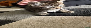 Mixed Breed Kitten 1