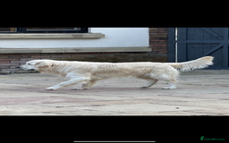 Golden Retriever dogs for sale: Cream Golden Retriever Puppy Health Tested Parents in Blackpool - Image 10