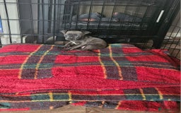 American Bull Staffy dogs for sale: ** STAFFORDSHIRE BULL TERRIER PUPPIES** - Image 6