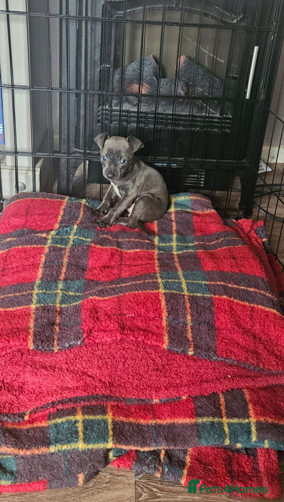 American Bull Staffy dogs for sale: ** STAFFORDSHIRE BULL TERRIER PUPPIES** - Image 6