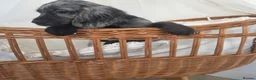 Cocker Spaniel dogs for sale: Gorgeous Working Type Cocker Spaniels - Advert 21