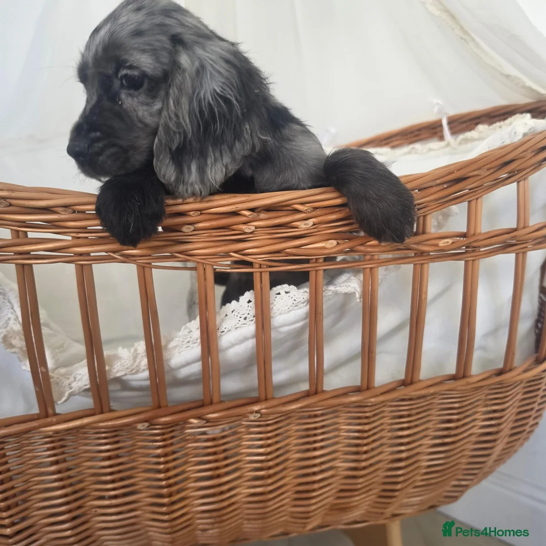 Cocker Spaniel dogs for sale: Gorgeous Working Type Cocker Spaniels - Advert 21