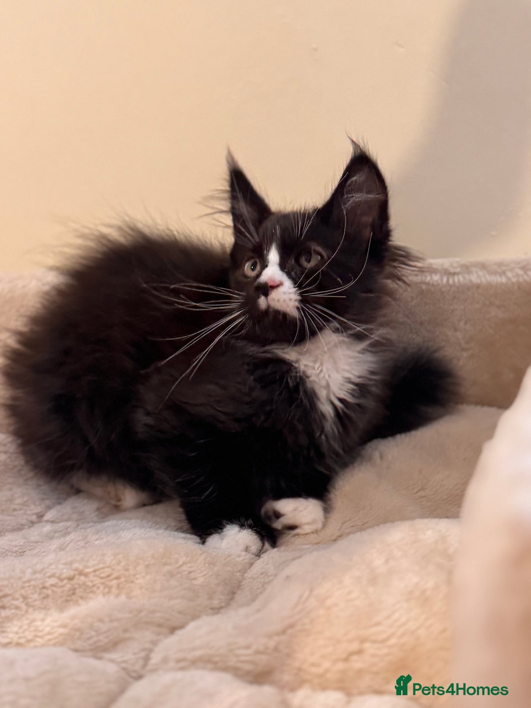 Maine Coon cats for sale: Last Two Lovely Maine Coon Kittens For Sale - Advert 8