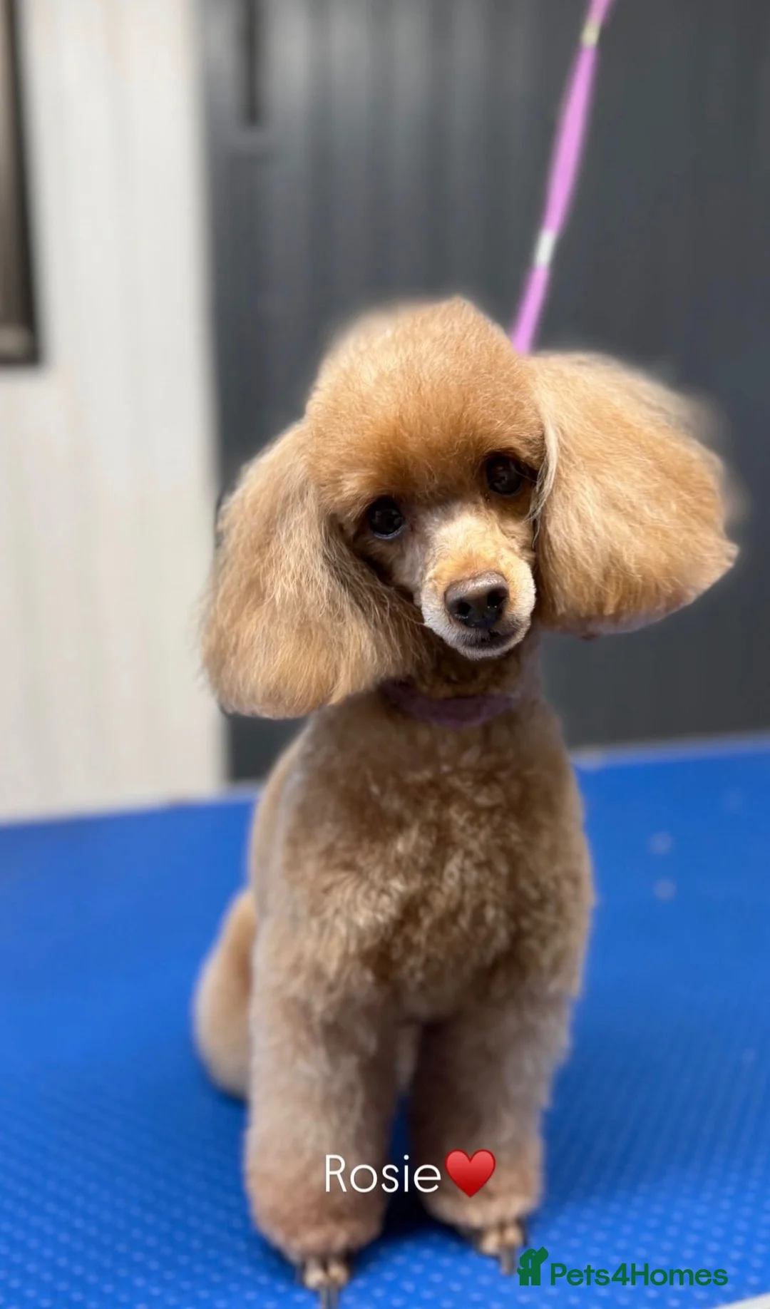 Toy Poodle dogs for sale: Red Toy Poodle Boys  - Advert 3