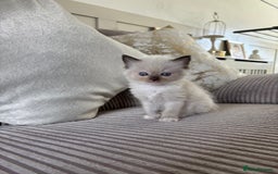 Ragdoll cats for sale: 2 BAby ragdolls ready NOW !! - Image 1