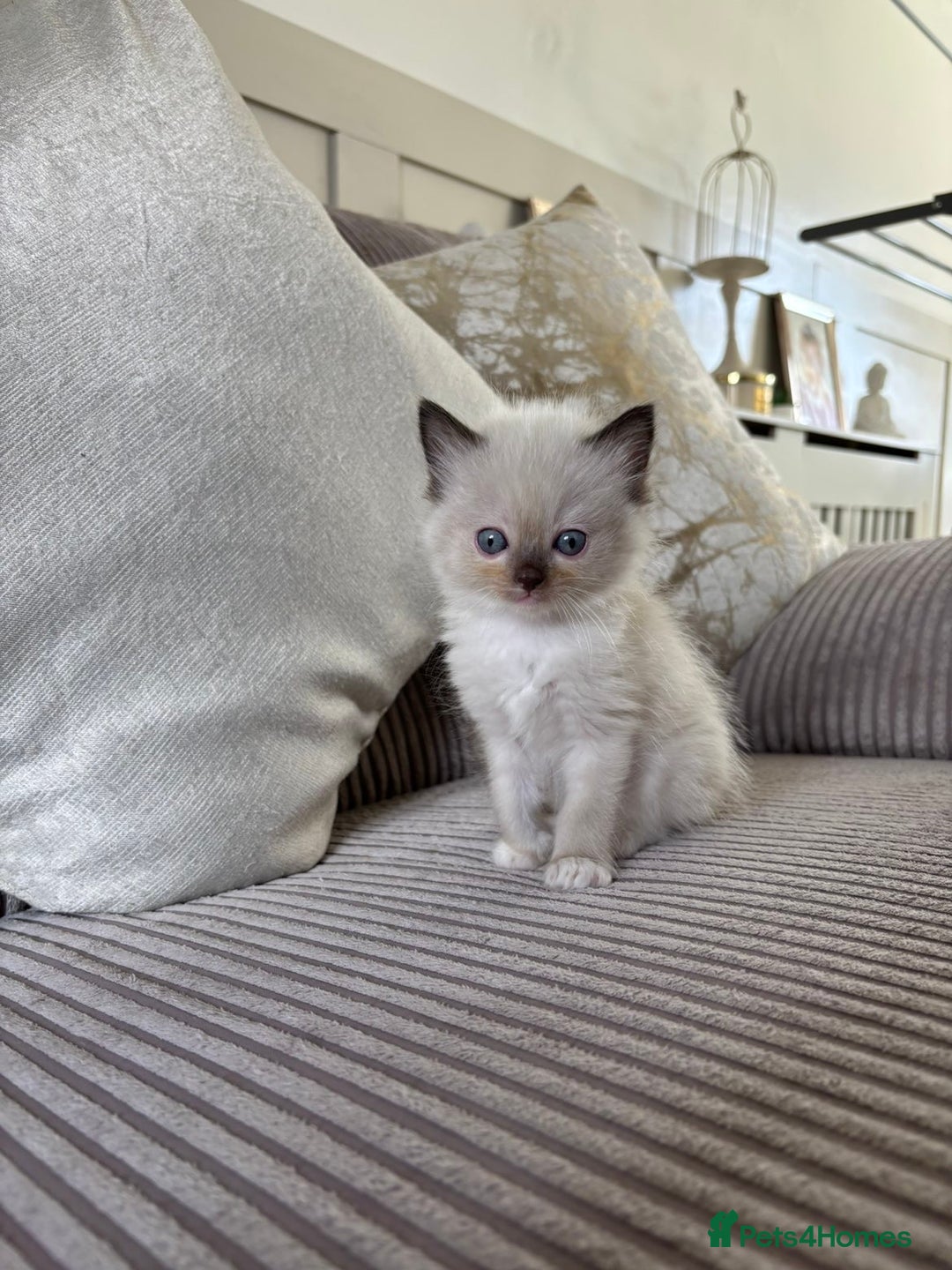 Ragdoll cats for sale: 2 BAby ragdolls ready NOW !! - Image 1