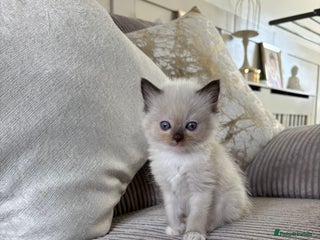 Ragdoll cats - Advert 32