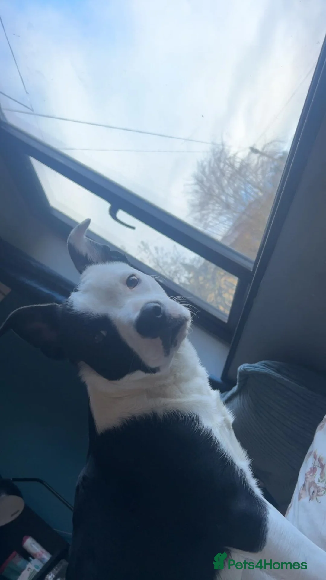 Mixed Breed dogs for sale: Male puppy - Advert 4