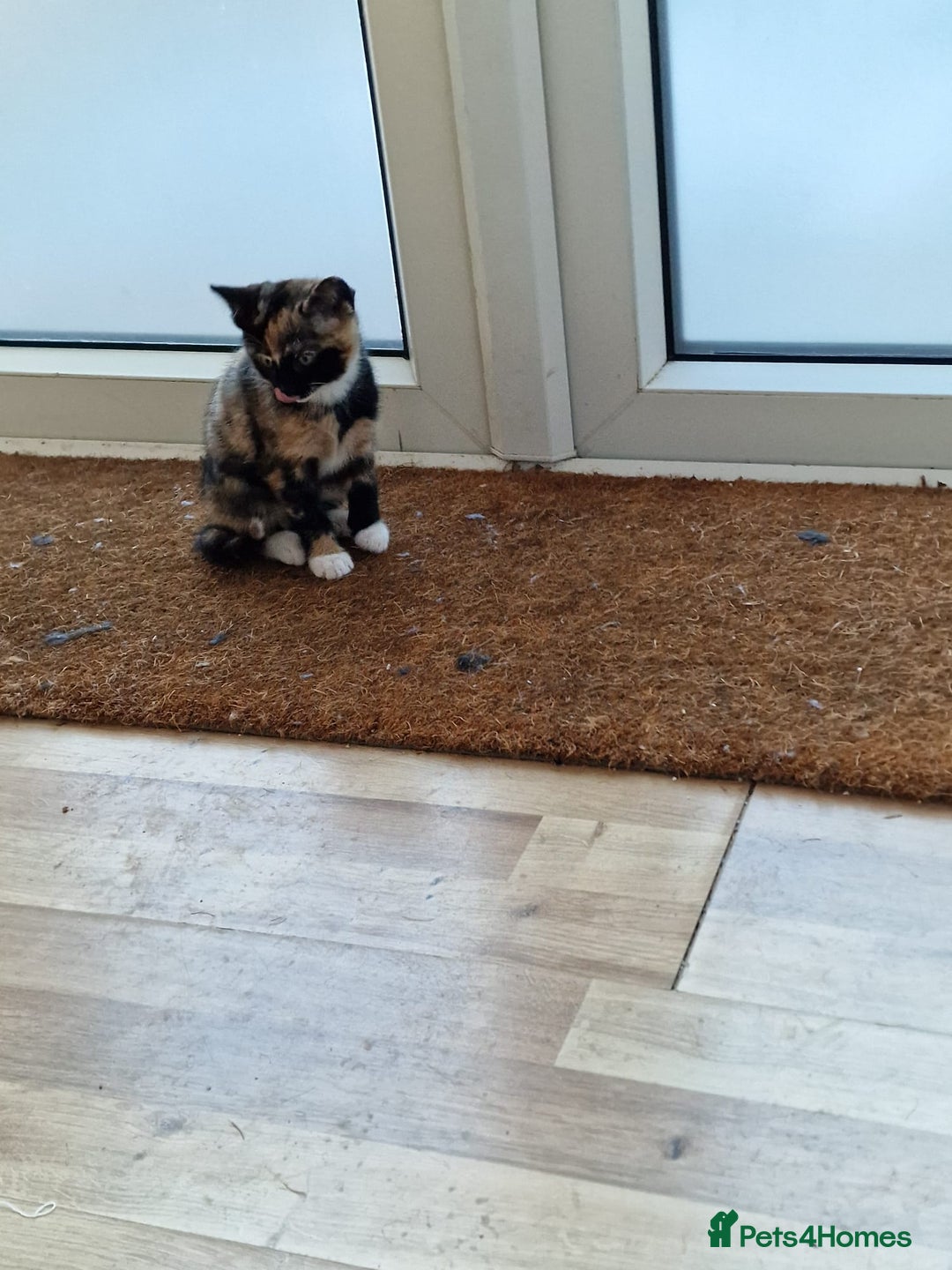 Mixed Breed cats for sale: Very special tortie and white girl - Advert 4