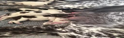 German Shorthaired Pointer dogs for sale: Stunning litter of 14 German short-haired pointers in Winchester - Advert 9