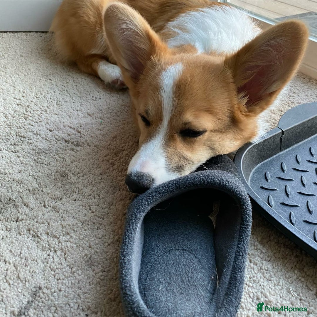 Welsh Corgi Pembroke dogs for sale: Male Welsh Corgi Pembroke Puppy - Image 3